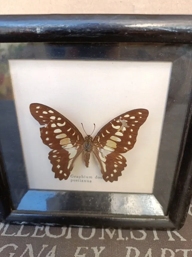 Farfalla Graphium Doson Postianus Incorniciata