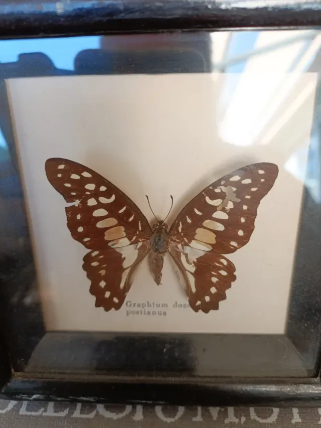 Farfalla Graphium Doson Postianus Incorniciata