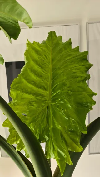 Alocasia Gigante 2m de altura