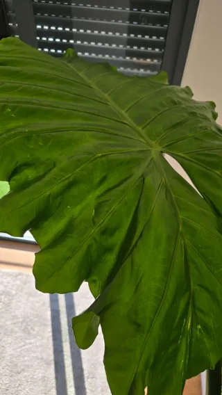 Alocasia Gigante 2m de altura