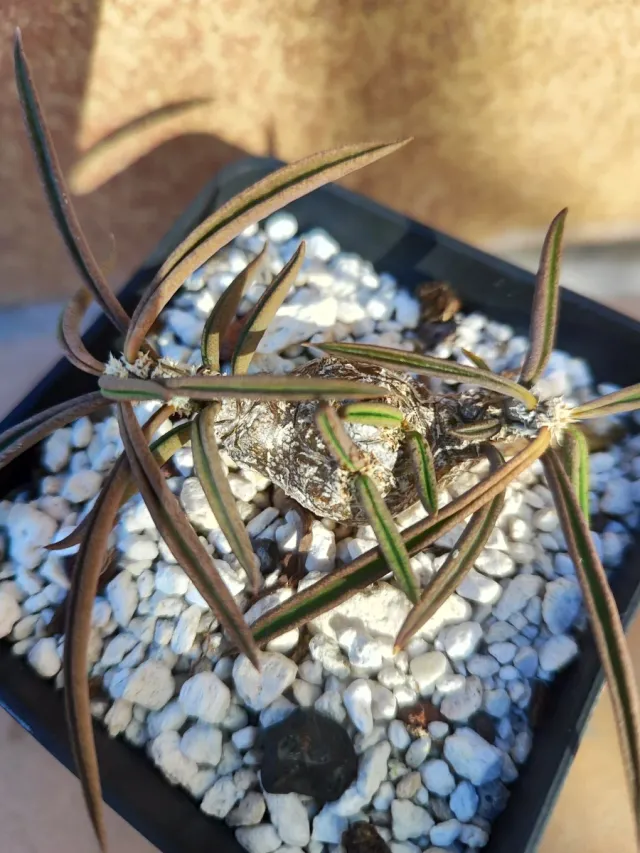 Euphorbia cylindrifolia