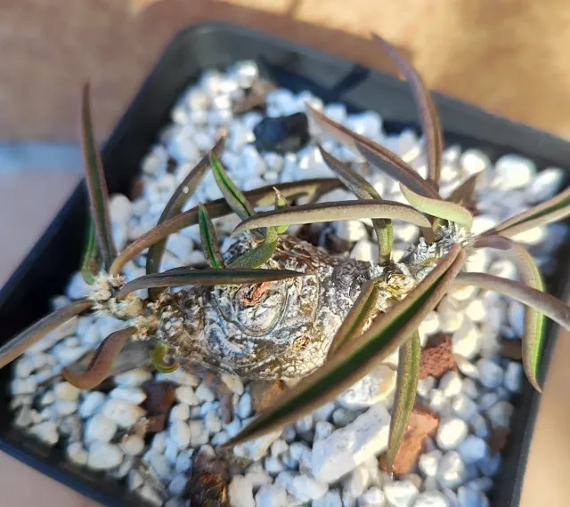 Euphorbia cylindrifolia