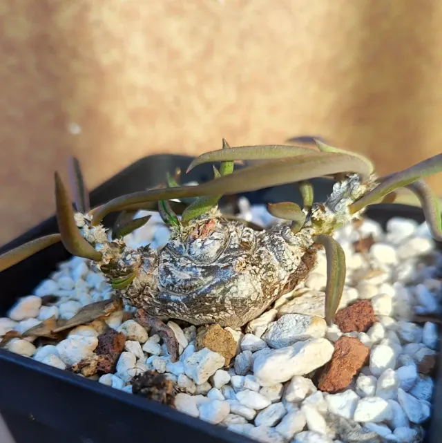 Euphorbia cylindrifolia