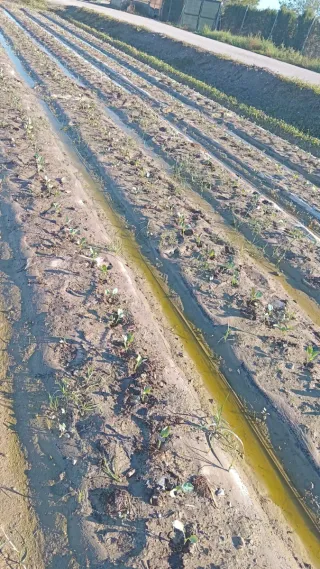 Empresa de servicios