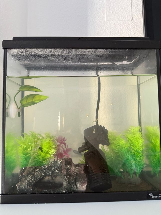 Acuario Negro y Transparente