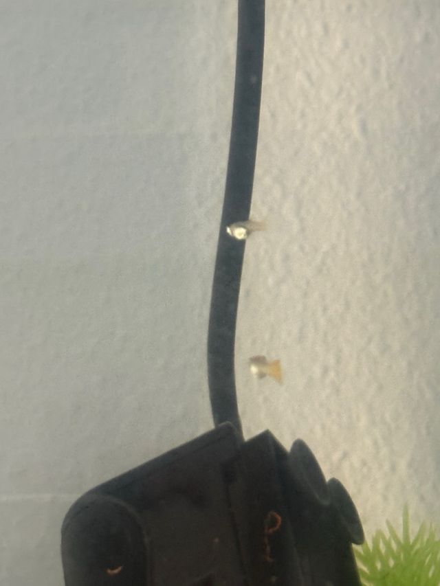 Acuario Negro y Transparente