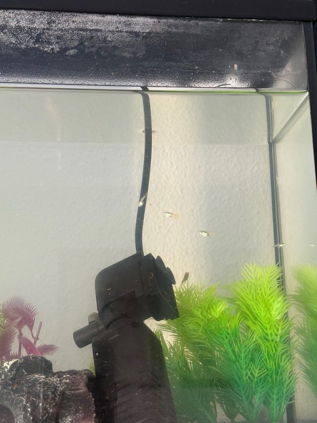 Acuario Negro y Transparente