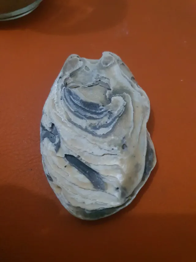 Concha marina decorativa