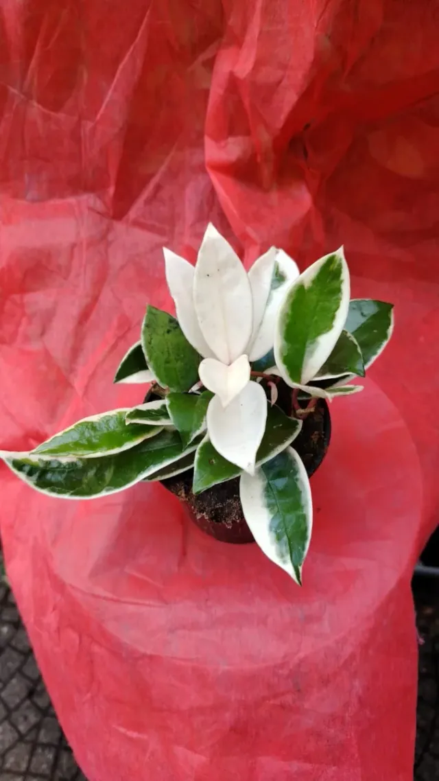 Pianta Hoya Krimson Queen variegata