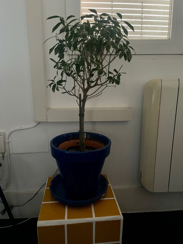 Arbol Olivo 70cm