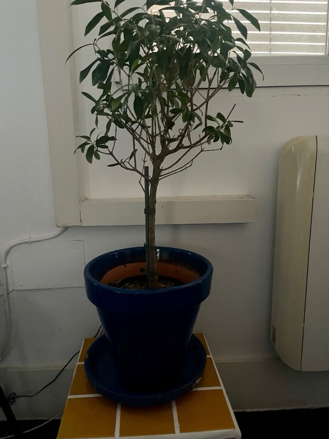 Arbol Olivo 70cm