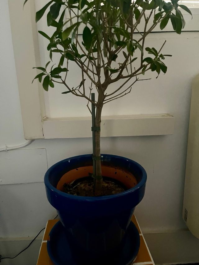 Arbol Olivo 70cm