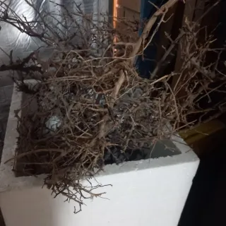 Troncos Driftwood ICA para acuario/terra