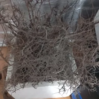 Troncos Driftwood ICA para acuario/terra