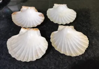 4 Conchiglie per antipasti