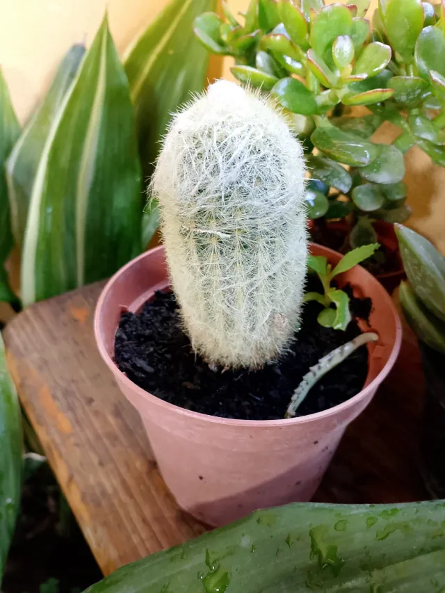 Cactus barba bianca