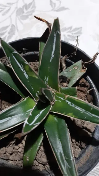 Agave Reginae