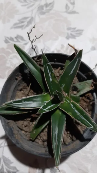 Agave Reginae