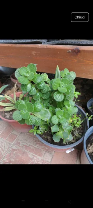 Pianta verde basilico Francese detto anche cubano