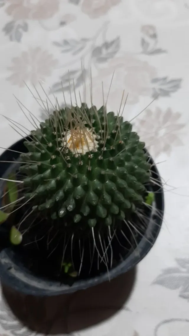 Pianta di cactus