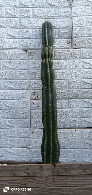 Cactus Cereus