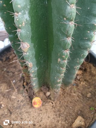 Cactus Cereus