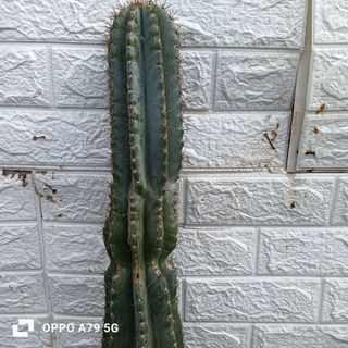 Cactus Cereus