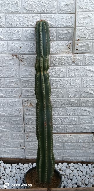 Cactus Cereus