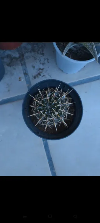 Pianta di cactus in vaso