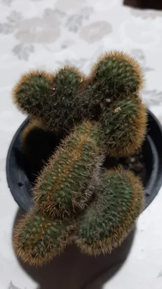 Pianta di cactus in vaso