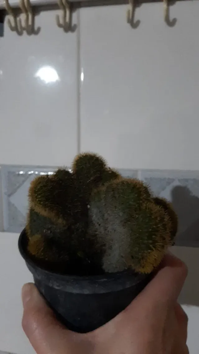 Pianta di cactus in vaso