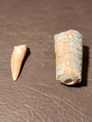 Fósiles Orthocera y Enchodus