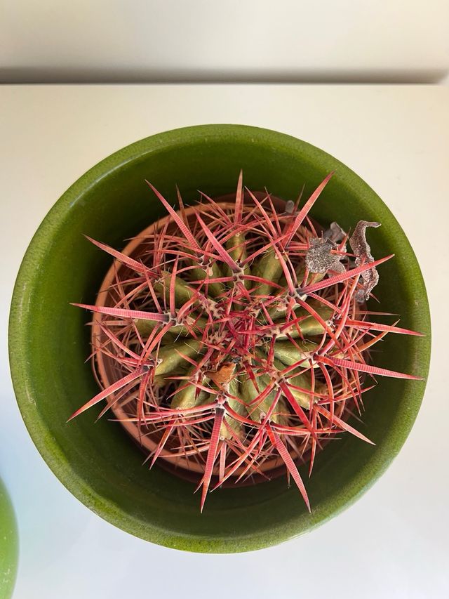 2 Macetas Verdes Cerámica (incluidos los cactus)