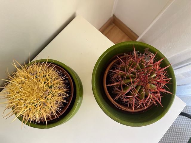 2 Macetas Verdes Cerámica (incluidos los cactus)