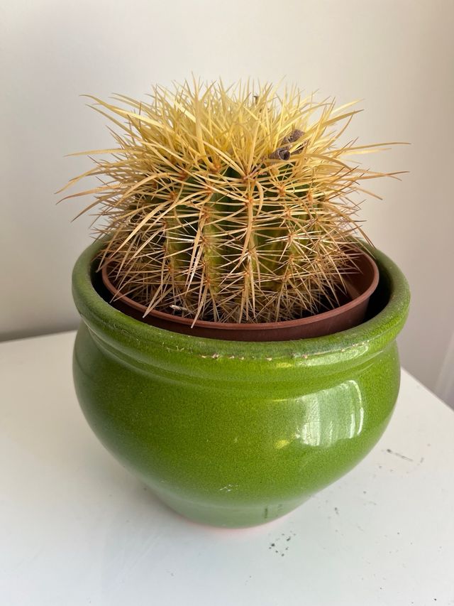 2 Macetas Verdes Cerámica (incluidos los cactus)