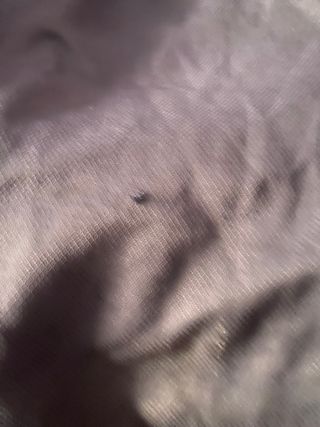 Pantalón de chándal Lacoste verde