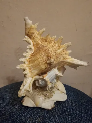 Decorazione marina con conchiglie e delfino