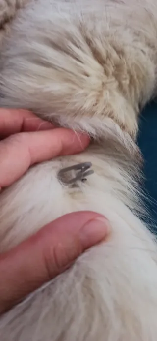 Estola de piel de zorro auténtica, sin estrenar