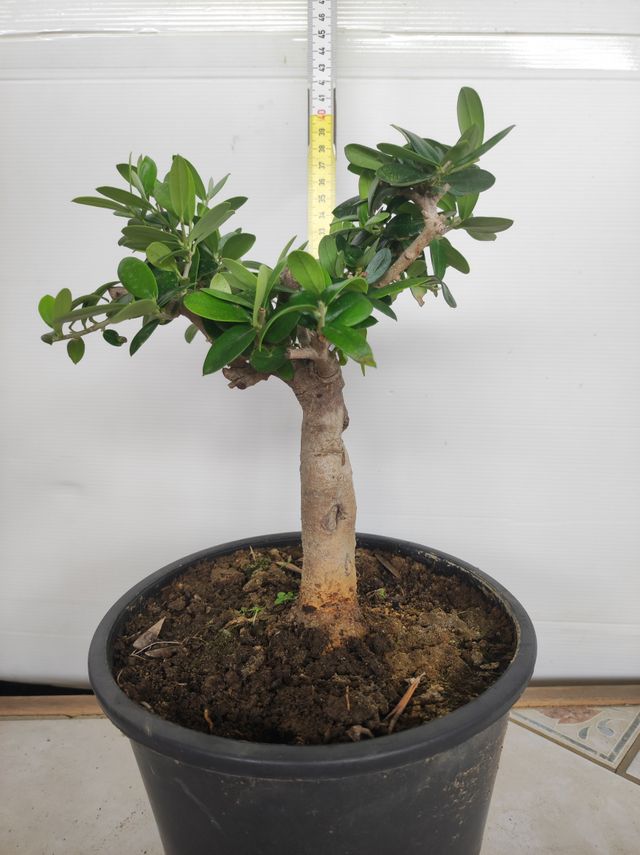 Ulivo prebonsai U15