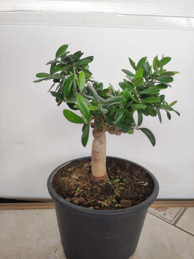 Ulivo prebonsai U15
