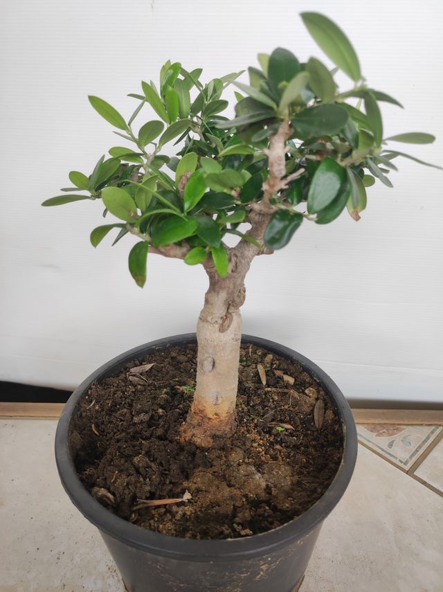 Ulivo prebonsai U15