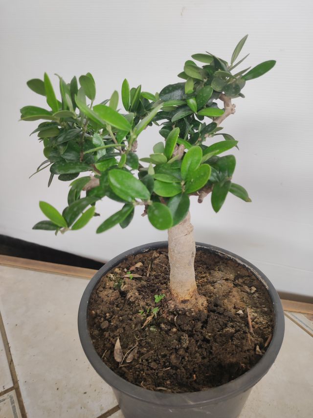 Ulivo prebonsai U15