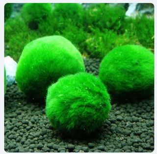 4 Bolas Musgo Cladophora Acuario terrario MARIMO