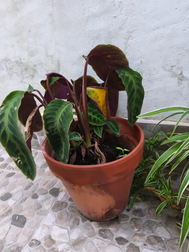 Lote de 16 macetas moradas, 2 altas y 2 botijos