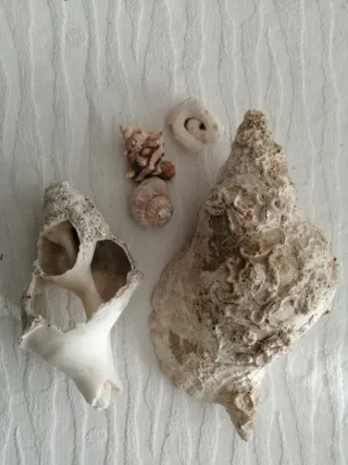 Conchiglie fossili Tarantiano (80.000 anni fa)