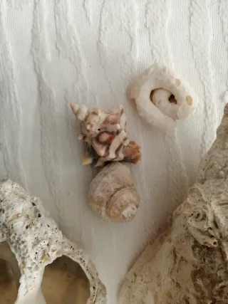 Conchiglie fossili Tarantiano (80.000 anni fa)