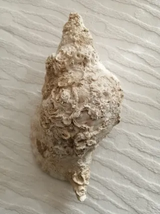 Conchiglie fossili Tarantiano (80.000 anni fa)