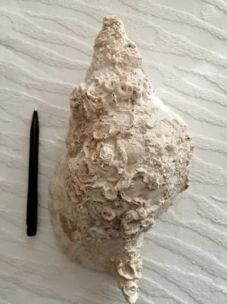 Conchiglie fossili Tarantiano (80.000 anni fa)