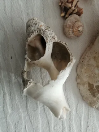 Conchiglie fossili Tarantiano (80.000 anni fa)