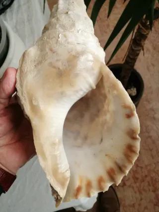 Conchiglie fossili Tarantiano (80.000 anni fa)